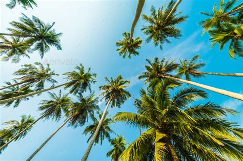 beautiful coconut palm tree  blue sky stock photo  siraphol photodune