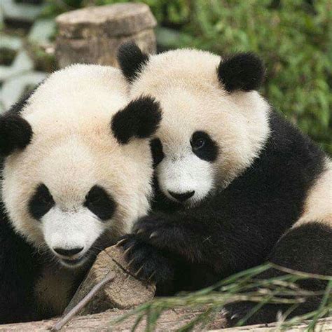 Panda Hug Panda Love Cute Panda Panda Bears Cute Little Animals