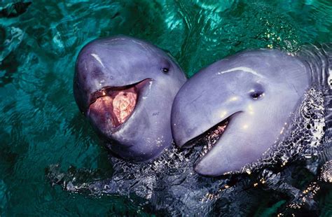 14 Most Endangered Whales Porpoises And Dolphins