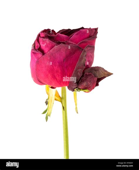 Withered Rose Isolated Over White Background Stock Photo Alamy