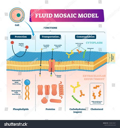 Fluid Mosaic Model Vector Illustration Labeled Cell Membrane Structure