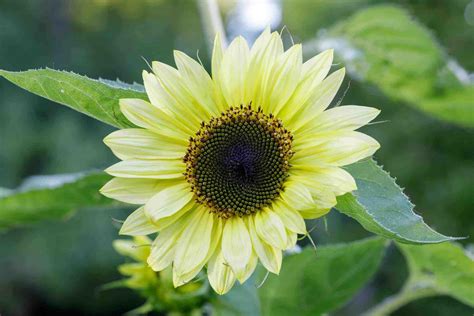 Lemon Queen Sunflower 🌻 🍋 Unlock Tips For Thriving Beautiful Plants
