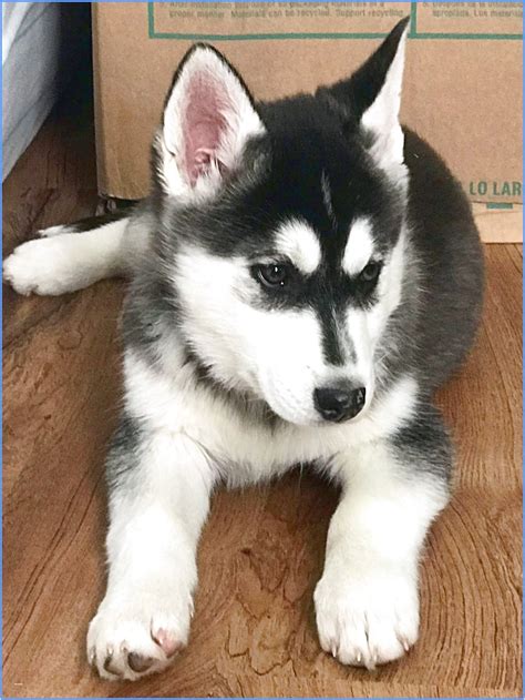 siberian husky puppies for adoption in michigan