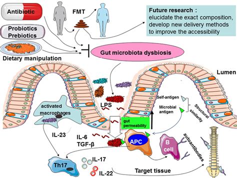An Overview Of The Possible Mechanisms For Gut Microbiota Dysbiosis In