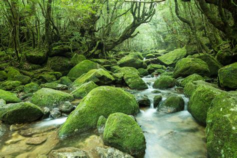 Yakushima Yakushima Island Destinations Landscaping With Rocks