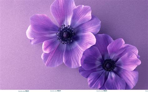 Free Download Hd Wallpapers Purple Flower Wallpaper Border Desktop