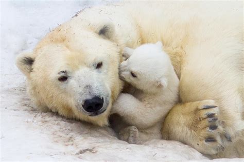 10 Of The Cutest Animals That Live In The Arctic