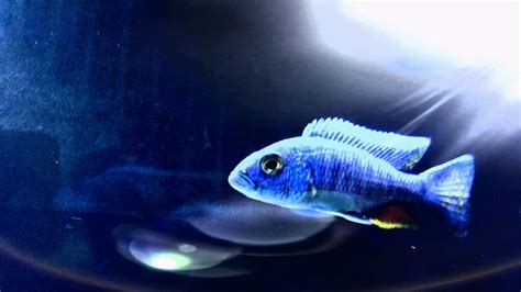 Sciaenochromis Fryeri Electric Blue Hap Tropical Fish Site