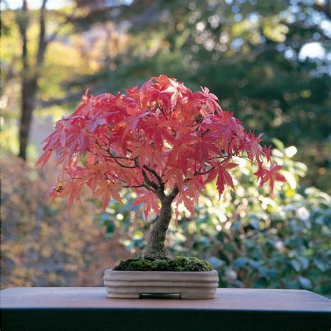 Japanese Maple Bonsai Acer Palmatum Japanese Maple Bonsai Live Etsy