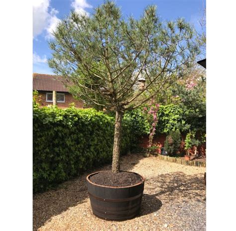 Maybe you would like to learn more about one of these? Whiskey barrel Planter with Pine tree in garden • Celtic ...
