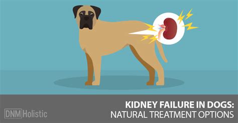 What Causes Enlarged Kidney In Dogs