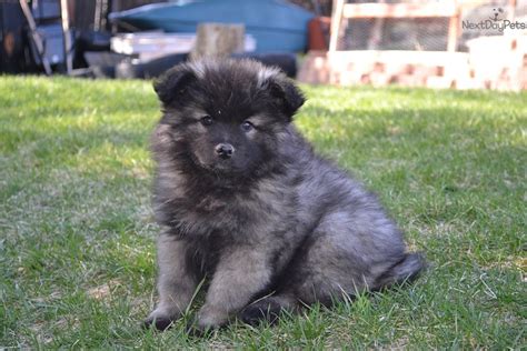 He's sadly for sale due to family break up. Smiling Dutchman: Keeshond puppy for sale near Denver ...