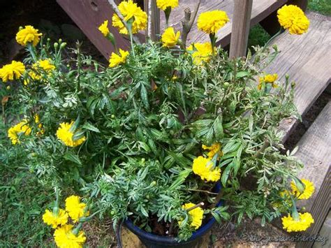 Spider mites can cause a lot of problems in the garden and on houseplants. Spider mites | Sherry's Place