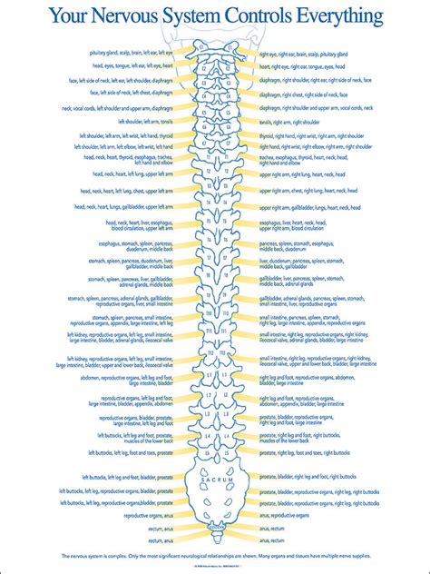 Chiropractic Spinal Nerve Chart Nerve Function Chart