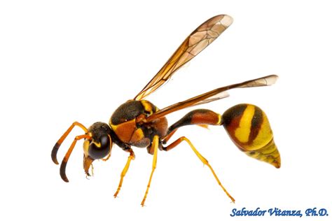 Hymenoptera Vespidae Eumenes Americanus Potter Wasps S Urban