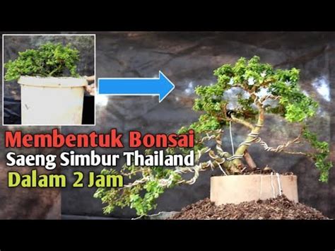 Membentuk Bonsai Saeng Simbur Mikro Thailand Dalam Jam Youtube