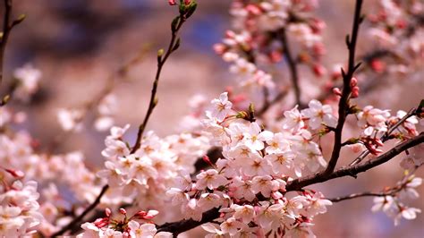 Free moving background cherry blossom. Aesthetic Cherry Blossom Laptop Wallpaper - allwallpaper
