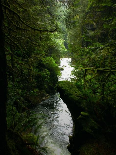 The Peaceful Lynn Valley Creek Flowing Through The Temperate Rainforest