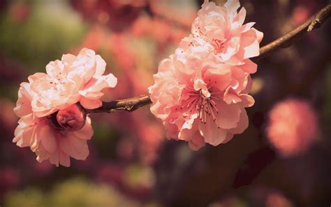 Sakura Flowers Wallpapers Hd Desktop And Mobile Backgrounds