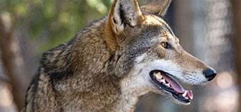 The American Red Wolf Excerpt From Alive Magazine Winter 2019