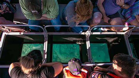 Glass Bottom Boat Tour Airlie Beach Pick Up Epic Deals And Last Minute Discounts