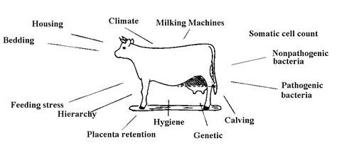 Mastitis In Cattle