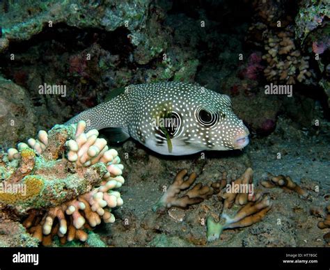 Pufferfish Underwater Photograph Dive Site Ras Ghamila Egypt