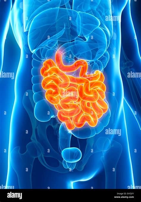 Human Small Intestine Illustration Stock Photo Alamy
