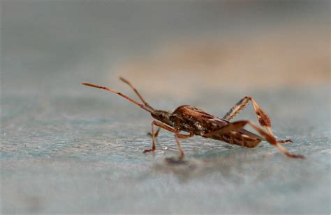 Free Images Insect Fauna Invertebrate Close Up Pest Inmybackyard