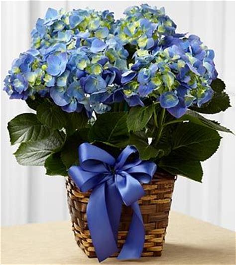 We make sending bulk, wholesale hydrangea flowers easier than ever with delivery anywhere in the us and canada. FTD Blue Hydrangea - Same Day Delivery - Flowers Fast