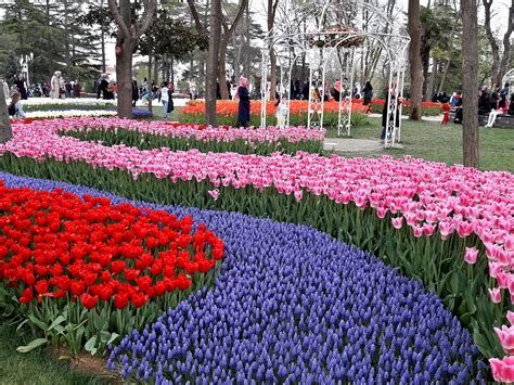 Istanbul Tulip Festival Festival Of The Tulips In Turkey Visit