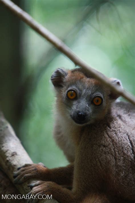 Female Crowned Lemur Eulemur Coronatus Madagascar3998