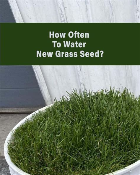 How Often To Water New Grass Seed Sprinkled Soil