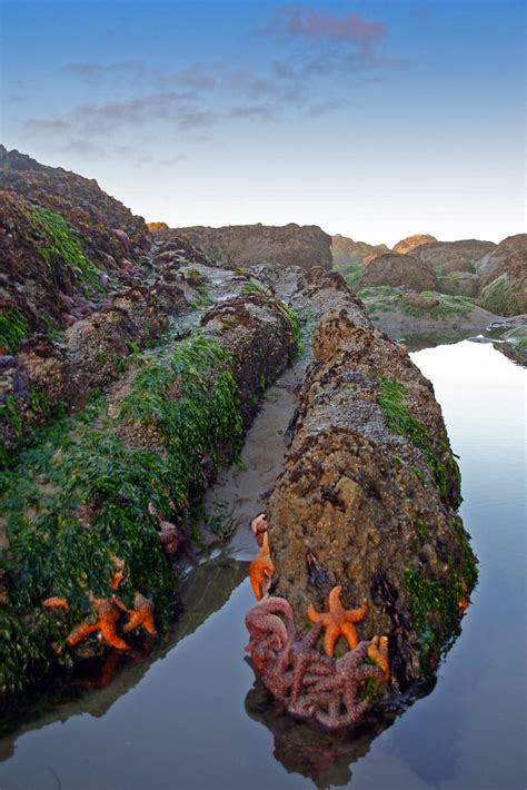Starfish Olympic National Park Andy Porter Flickr