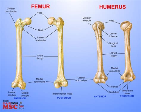 Skeleton anatomy scheme with greater tubercle, deltoid tuberosity, medial epicondyle, trochlea and other parts. Bone classification according to shape - Fatima Al Sayed