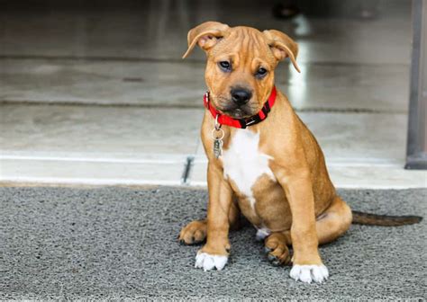 Pitbull Boxer Mix The Truth About This Powerful Pooch K9 Web 2022