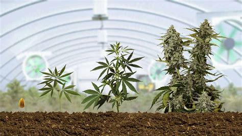 Autoflowering Grow Guide: How to Grow Big Buds at Home