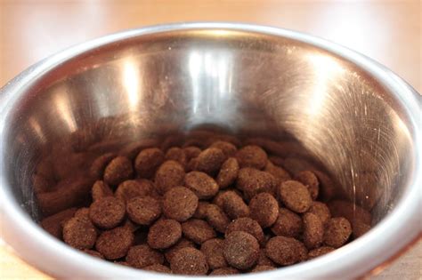 Best Dog Food For Pomeranian Dogs Your Dog Advisor
