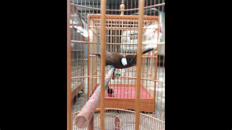 Ukuran merak kongo termasuk yang paling kecil dibandingkan dengan jenis merak lainnya. Cara Membedakan Cucak Jenggot Jantan Dan Betina - Terkait ...
