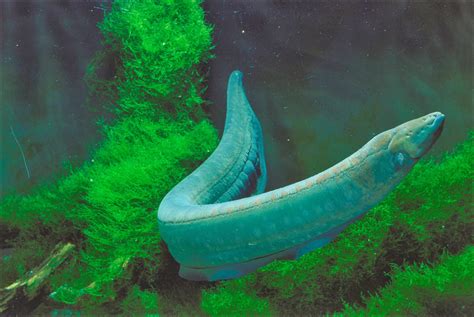 There are over 427 mammal. Amazon Rainforest Animals : The Amazon Electric Eel ...