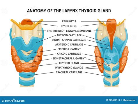 Thyroid Trachea Anatomy Composition Stock Vector Illustration Of