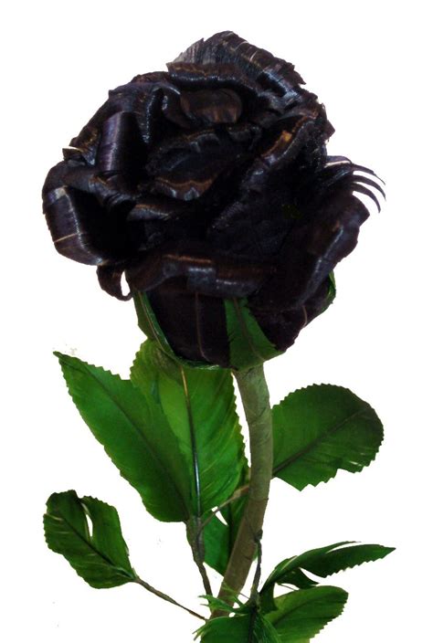We did not find results for: Black rose | Black rose flower, Real black roses, Black rose