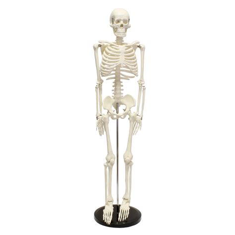 Monmed Medical Skeleton Model Small Human Skeleton Model For Anatomy