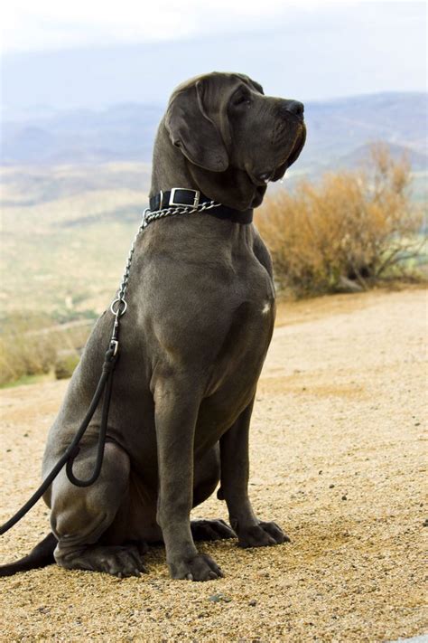 Brazilian Mastiff Is A Large Working Breed Of Dog Developed In Brazil