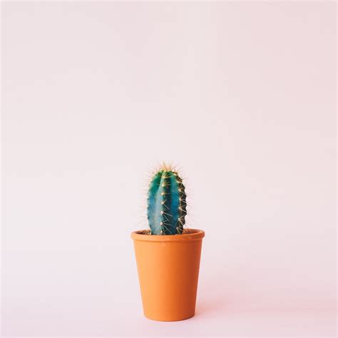 Cactus Minimalism Tap To See More Minimalist Photography Wallpapers