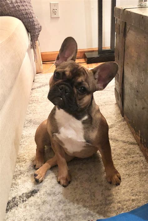We are world's most popular french bulldog breeder, with more than a million followers. Bijou French Bulldogs - Quality French Bulldogs In New ...