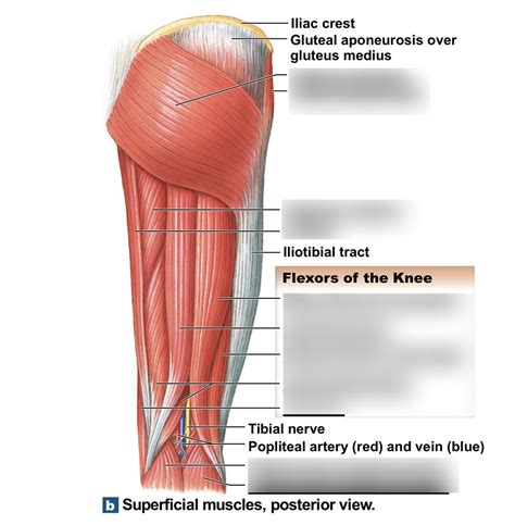 Superficial Knee Muscles Posterior Diagram Quizlet