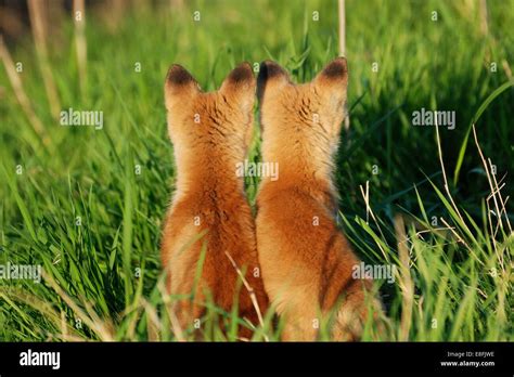 Two Fox Cubs Sitting Side By Side Canada Stock Photo Alamy
