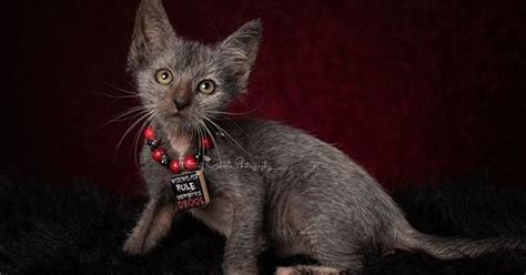 Werewolf Kittens Are Real And You Already Want One Huffpost