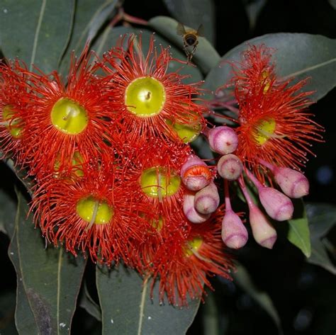 Red Flowering Gum Was Eucalyptus Ficifolia Now Corymbia Ficifolia